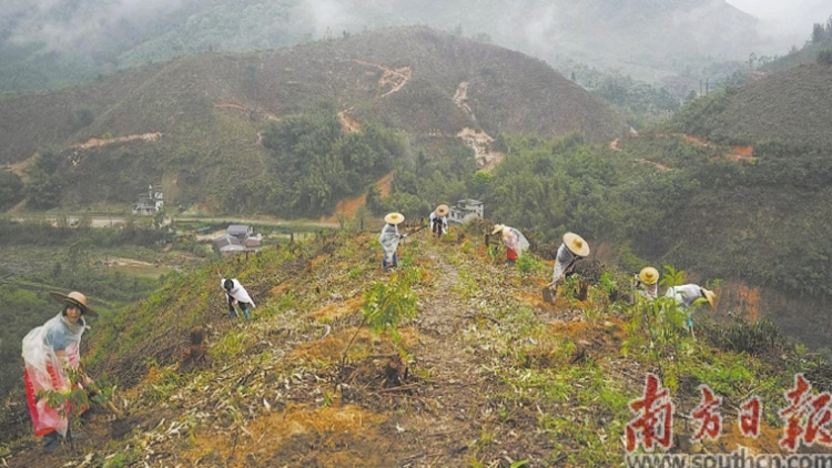 廣東林分優(yōu)化進度完成近七成