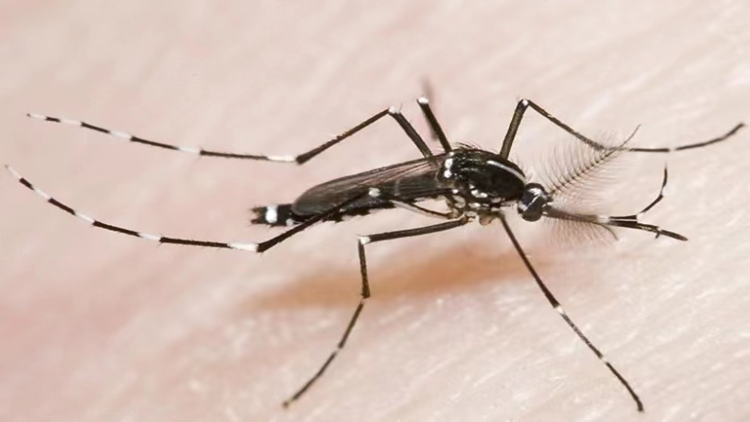 暴雨後更需警惕！廣州今年已報(bào)告多例  中招後比斷骨還痛