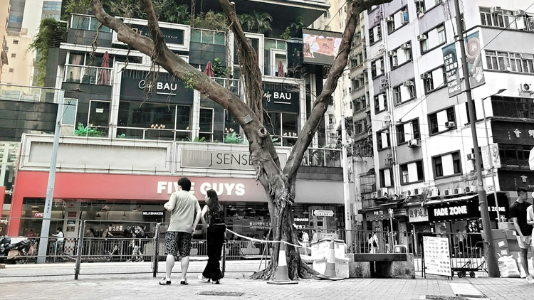 健康狀況惡化有倒塌危險(xiǎn) 彭定康1993年灣仔種植垂葉榕今早移除