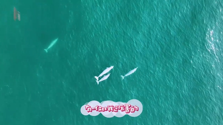 快來湛江邂逅Ta！全紅嬋說家鄉(xiāng)有位水上健將比她還厲害！