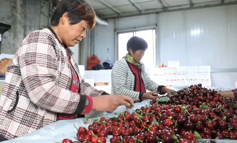 【視聽(tīng)山東】櫻桃豐收採(cǎi)摘忙