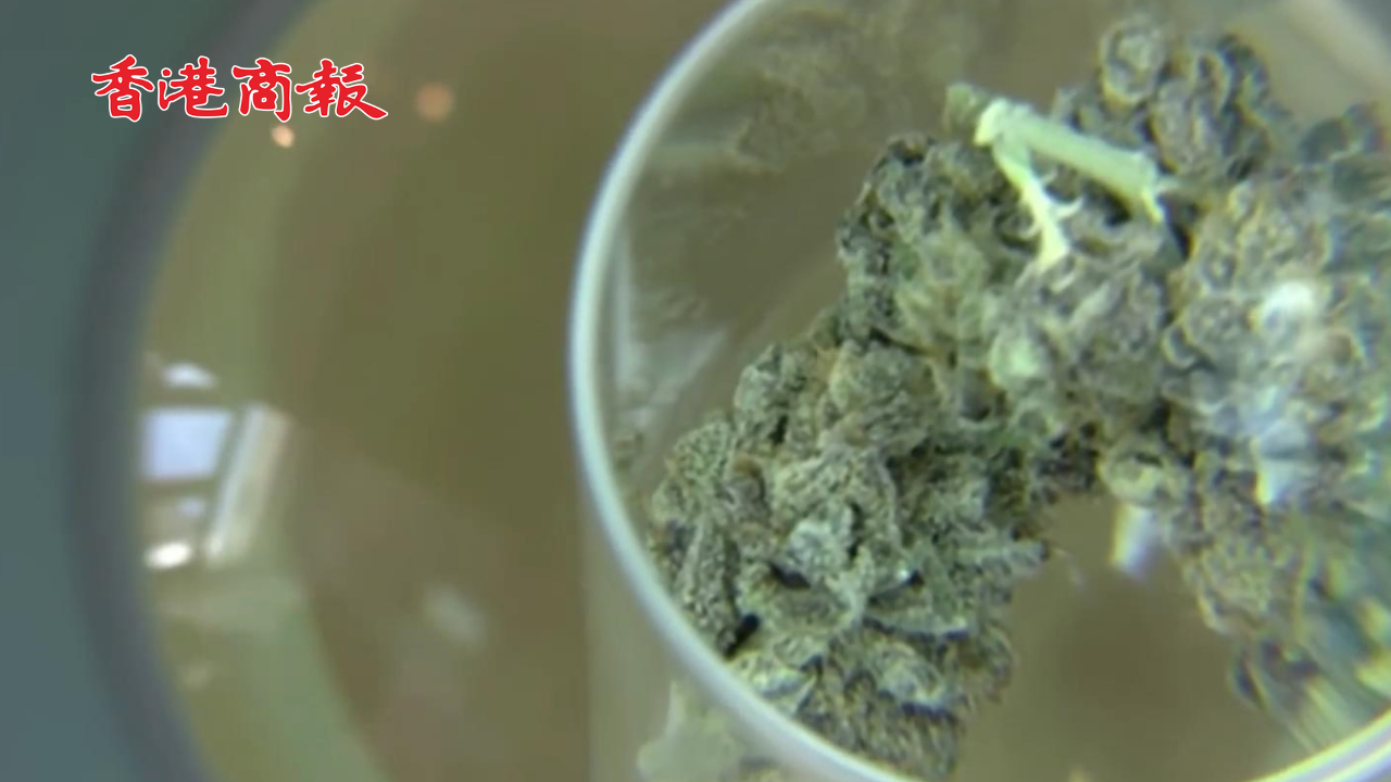 有片丨泰國將撤銷大麻合法化 重新列為毒品 僅允許用於醫(yī)療目的