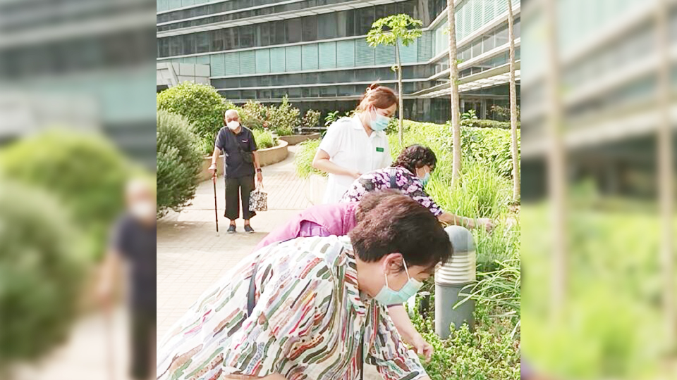 有片｜園藝治療減緩認知障礙 近七成患者狀態(tài)好轉(zhuǎn)