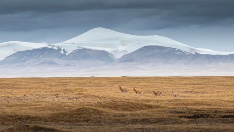 持續(xù)追拍30年！深圳出品紀錄電影《極地追蹤》即將上映