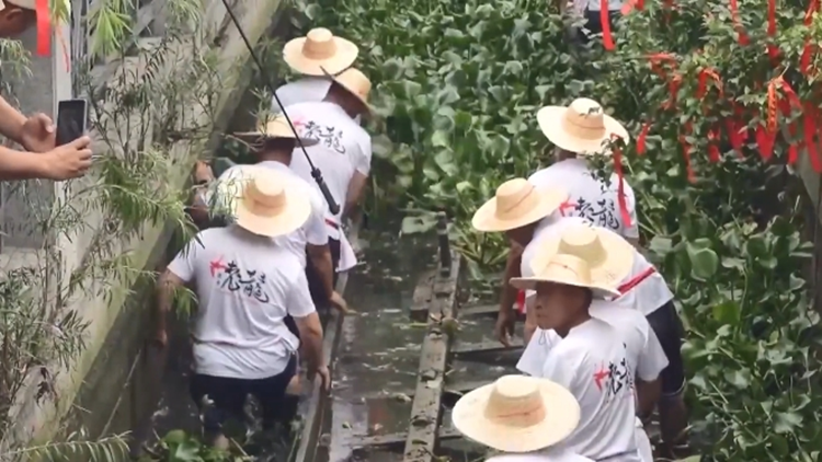 全國(guó)現(xiàn)存最古老龍舟！592歲鹽步老龍「重出江湖」