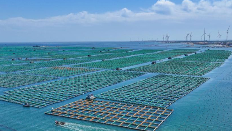 深圳耕海牧漁建藍(lán)色經(jīng)濟「高產(chǎn)田」