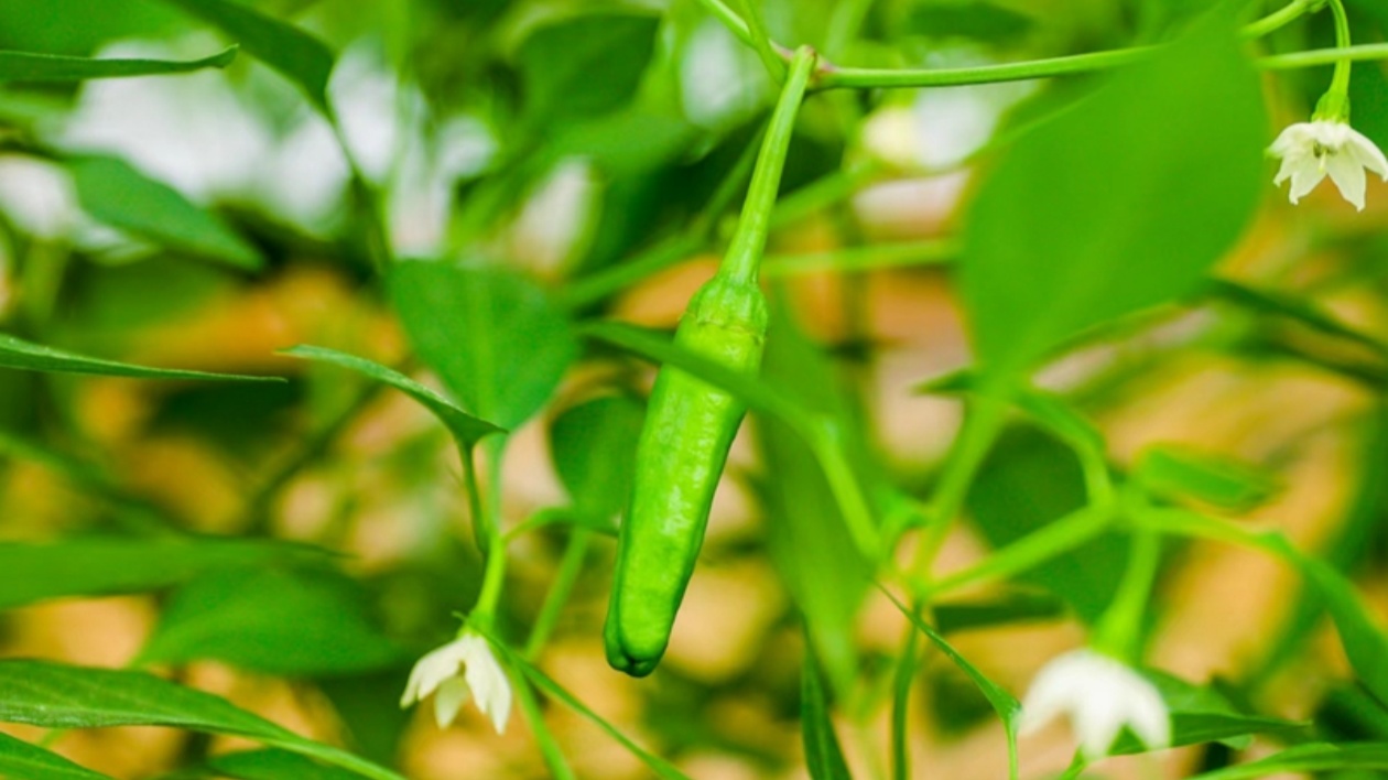開放湖南 縣域風(fēng)采 | 岳陽湘陰縣：打造中國鮮椒第一縣