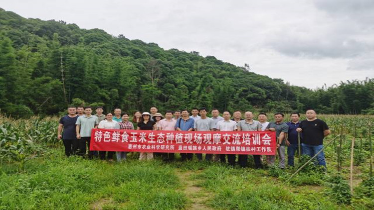 抗病抗逆品相好！惠州龍門新品種玉米試種成功