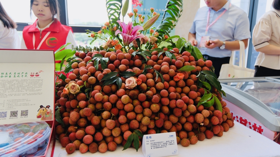 荔紅時節(jié)，灣區(qū)媒體聚焦茂名鄉(xiāng)村振興