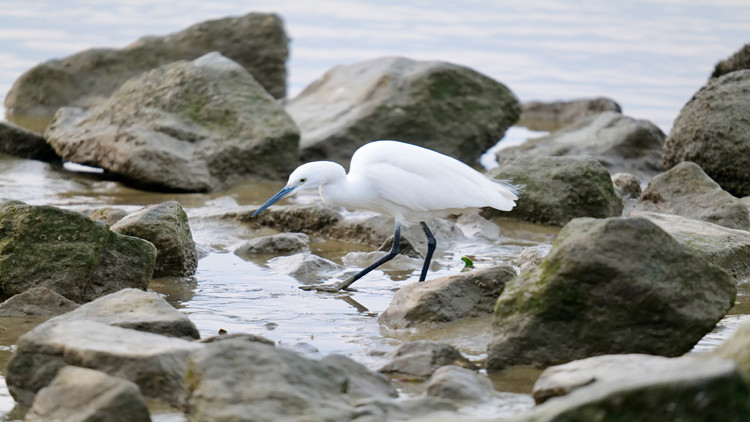 深圳不含糊 「鳥(niǎo)」事也是事 創(chuàng)新開(kāi)展防鳥(niǎo)撞調(diào)查和「適鳥(niǎo)化」改造