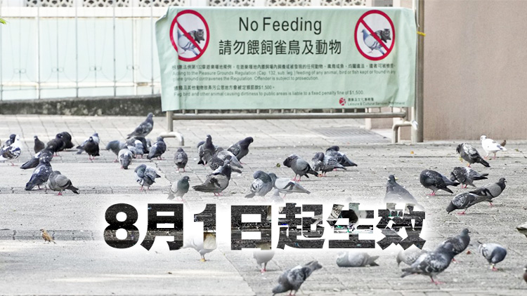 野生動物保護(hù)修例刊憲 禁餵飼野鴿 最高罰款10萬元監(jiān)禁1年