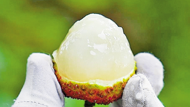 深圳黃田荔枝大減產(chǎn) 難覓漫山遍野紅