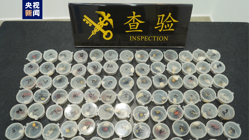 海關(guān)截獲活體吸血鬼蟹90隻