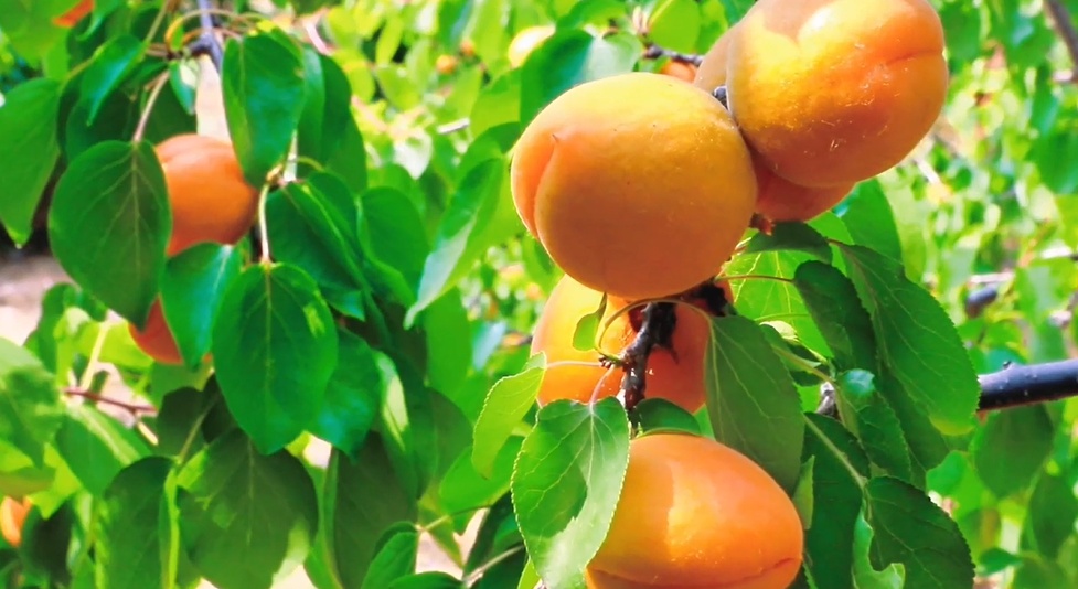 【視聽山東】甜杏採摘正當(dāng)時