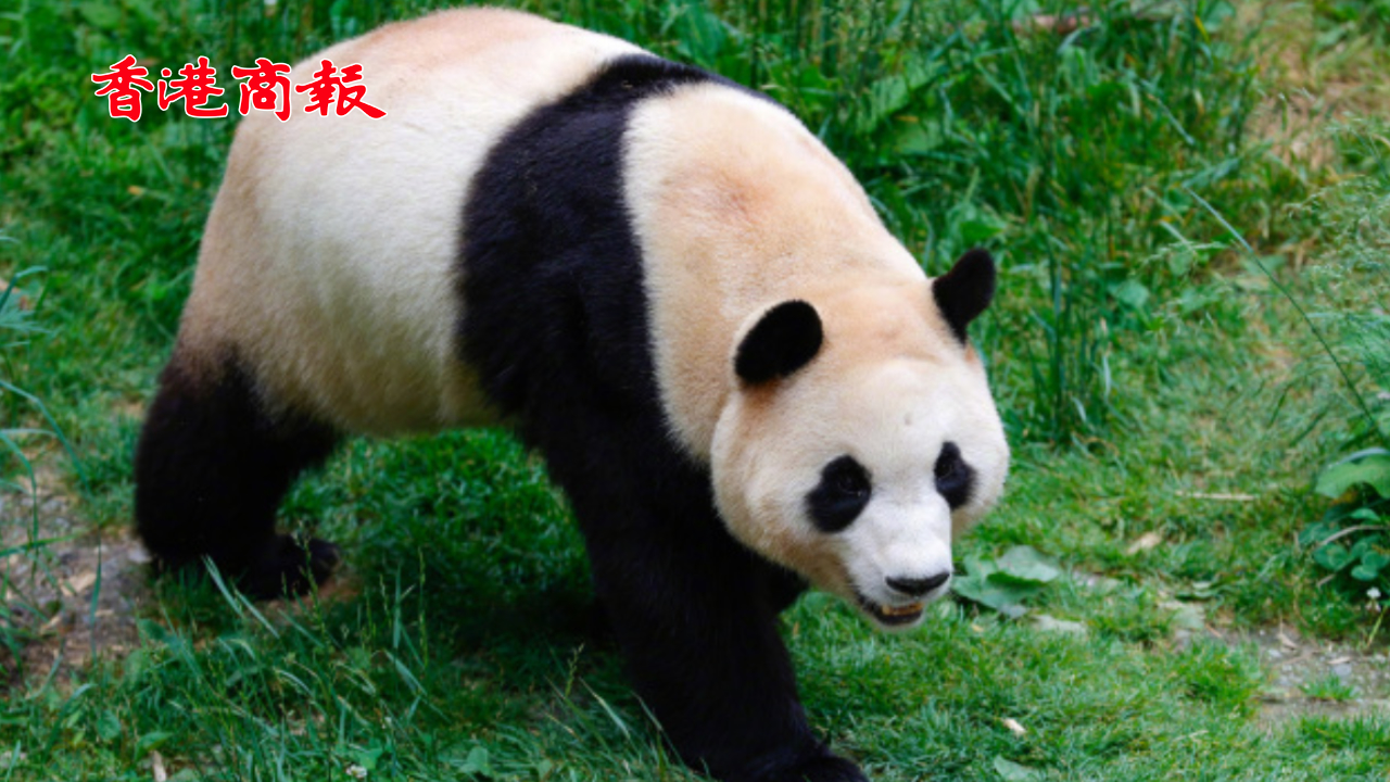 有片｜熊貓「福寶」亮相！今日起開(kāi)放與公眾見(jiàn)面