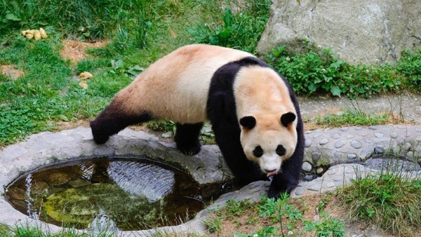 港人去四川看大熊貓福寶免票？真的！