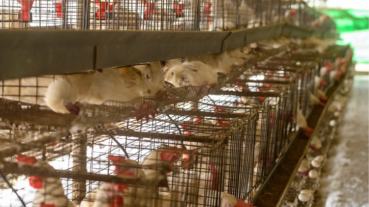 本港暫停進(jìn)口澳洲新南威爾斯州Hawkesbury市禽肉及禽類(lèi)產(chǎn)品