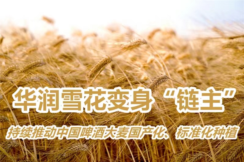 華潤雪花變身「鏈主」  持續(xù)推動中國啤酒大麥國產(chǎn)化、標準化種植