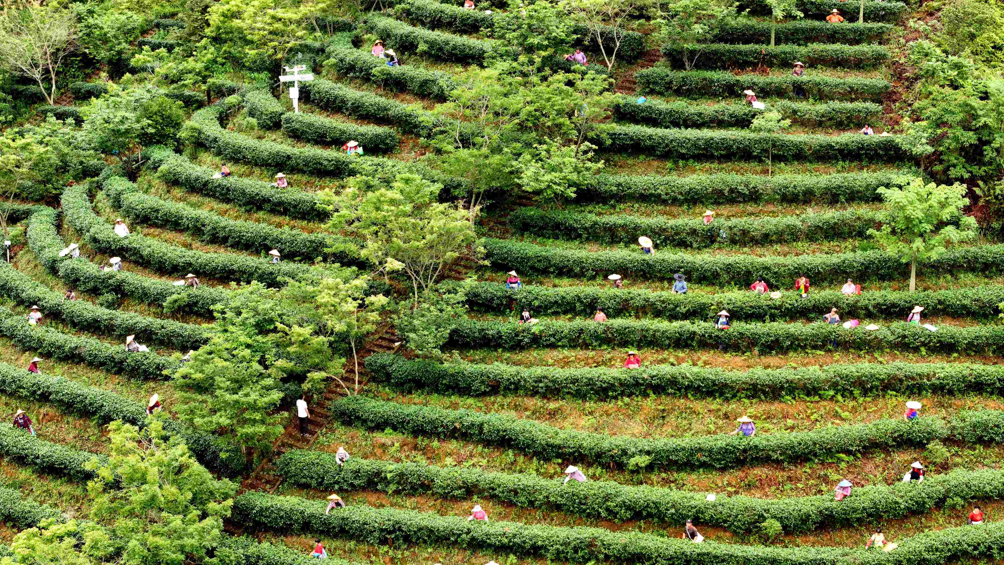 現(xiàn)場(chǎng)認(rèn)捐善款4401萬元！河源紫金舉行2024年「6·30」助力鄉(xiāng)村振興活動(dòng)