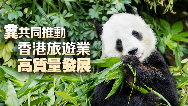 民建聯(lián)感謝中央再送贈(zèng)香港大熊貓