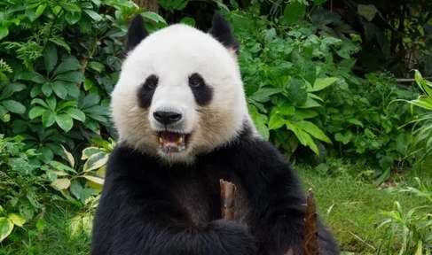 李家超周日訪問四川 商討中央贈(zèng)港大熊貓安排