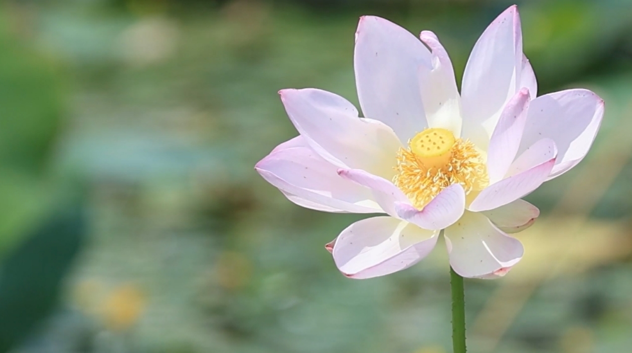 【視聽(tīng)山東】東平湖五萬(wàn)畝荷花綻放