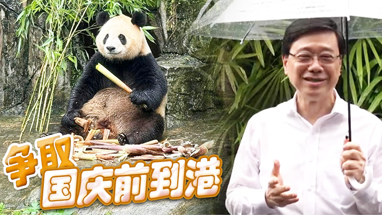 有片｜親赴四川！超哥超嫂冒雨選熊貓：太可愛，好難選！