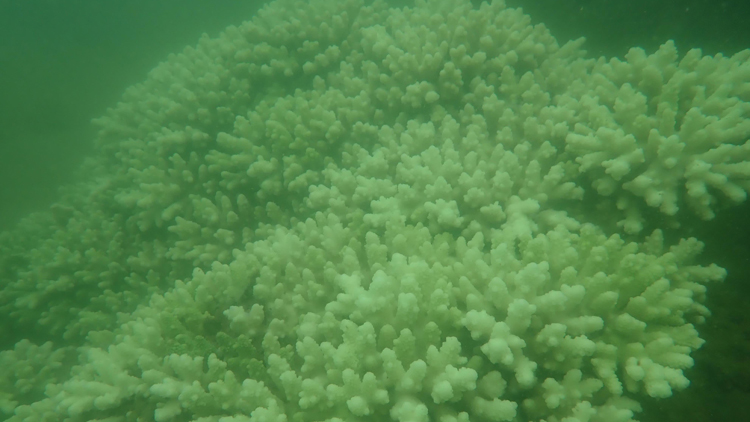 漁護(hù)署持續(xù)監(jiān)察本港珊瑚白化情況