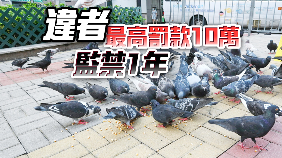 漁護署：禁餵野鴿條例8.1實施 首月先作口頭警告