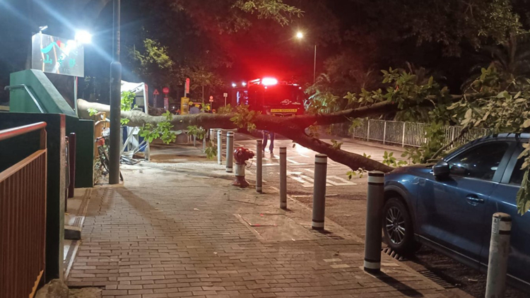 屯門山景邨12米高大樹突倒塌 壓毀電話亭 幸無人傷