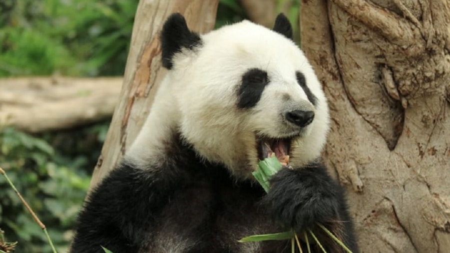 海洋公園：會(huì)安排原有團(tuán)隊(duì)照護(hù)新大熊貓 料牠們可很快適應(yīng)