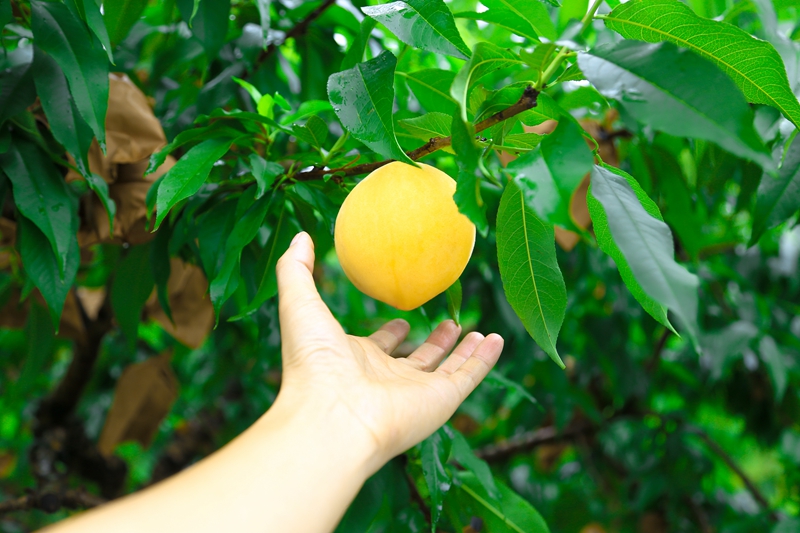 開放湖南 縣域風(fēng)采 | 炎陵：一枚黃桃撐起縣域經(jīng)濟(jì)的一片藍(lán)天