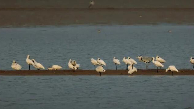 524種！廣東2023年記錄鳥類同比上升超10%