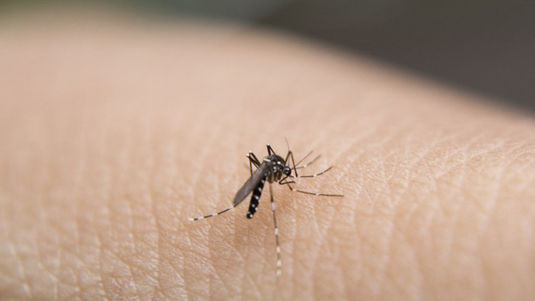 過去一周本港錄得1宗登革熱個案 病人潛伏期內(nèi)曾到越南