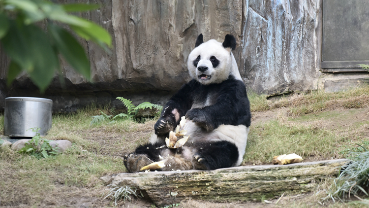 有片｜百歲熊貓「安安」長(zhǎng)壽秘訣：識(shí)用腦 遇到問(wèn)題兜路行 
