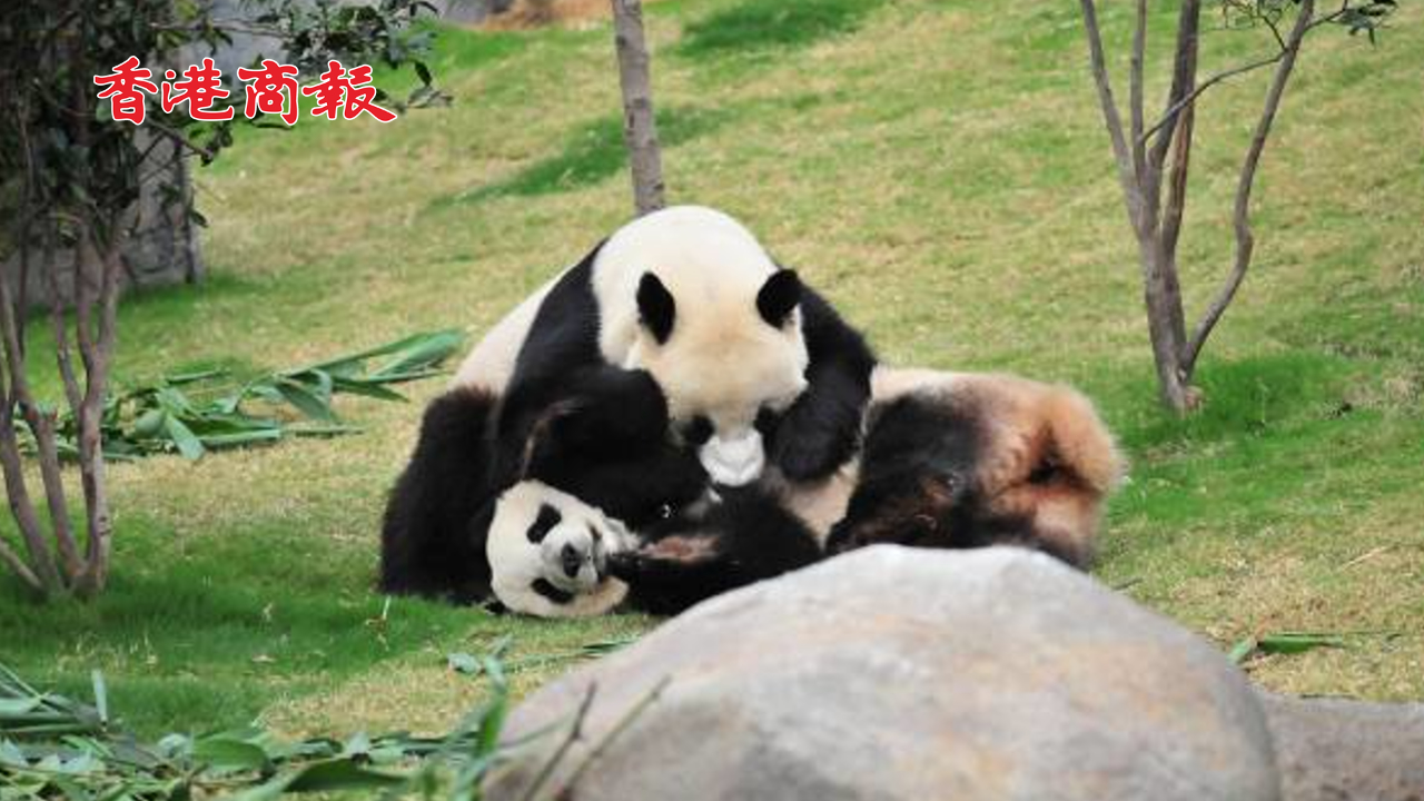 【來論】香港大熊貓家族再添新成員 有助推動(dòng)「熊貓外交」