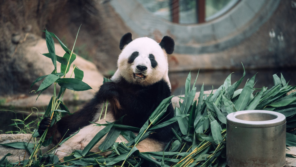 崔定邦：日本經(jīng)驗(yàn)大熊貓帶來龐大收益 建議推動(dòng)網(wǎng)絡(luò)宣傳