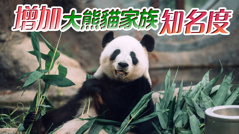 崔定邦：大熊貓可帶來(lái)龐大收益 建議推動(dòng)網(wǎng)絡(luò)宣傳