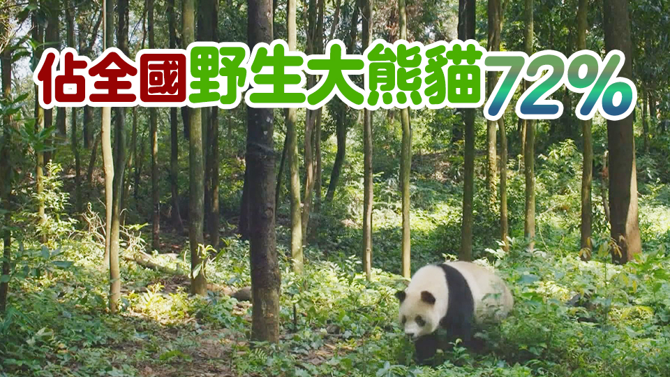 【商報(bào)圖說】野生大熊貓專區(qū)有多大？