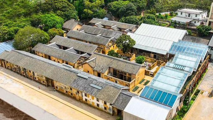 深圳積極探索「古樹+旅遊」「古樹+鄉(xiāng)村體驗(yàn)」等多種活化利用模式