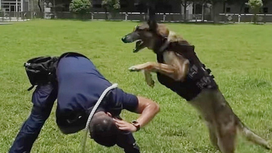 警員領(lǐng)養(yǎng)退役警犬 「國際狗狗日」呼籲勿棄養(yǎng)