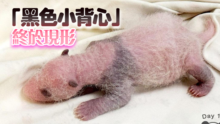 港產(chǎn)大熊貓︱大熊貓龍鳳胎寶寶黑色眼圈愈來(lái)愈明顯