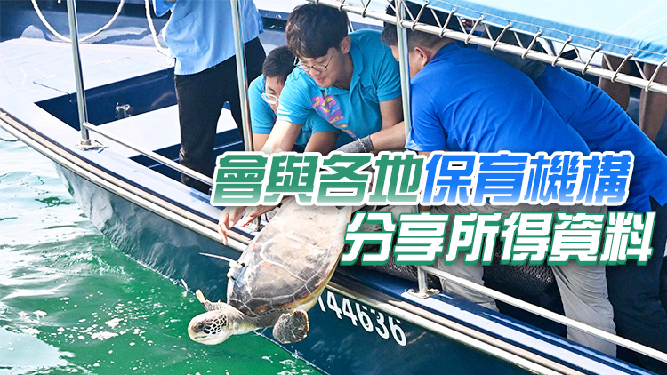 漁護(hù)署放流一隻綠海龜 署方將追蹤其動(dòng)向以制定適當(dāng)存護(hù)措施