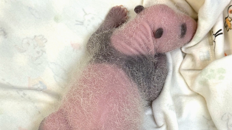 【民意建言】以「熊貓經(jīng)濟(jì)」促創(chuàng)新變革