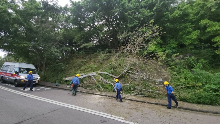 薄扶林沙灣徑15米高大樹倒塌 樹枝阻路 消防到場(chǎng)移走