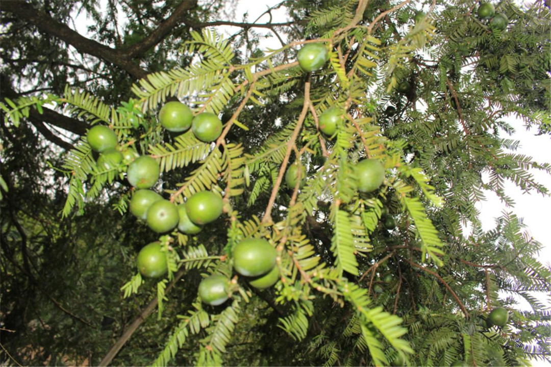 提升「泗溪貢榧」品牌知名度  皖黟縣香榧產(chǎn)業(yè)蓬勃發(fā)展