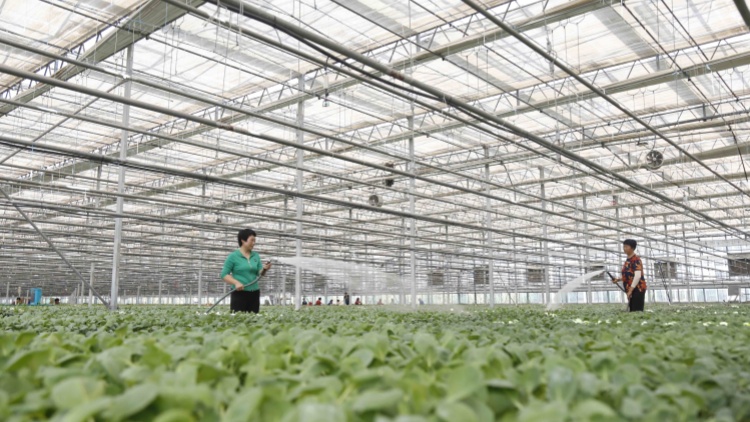 生產(chǎn)供應(yīng)有保障 全國蔬菜價格進(jìn)入季節(jié)性下行區(qū)間