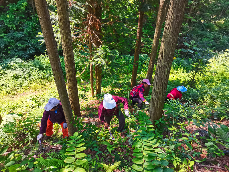 聚力盤(pán)活林業(yè)資源  皖黟縣洪星黃精變「黃金」