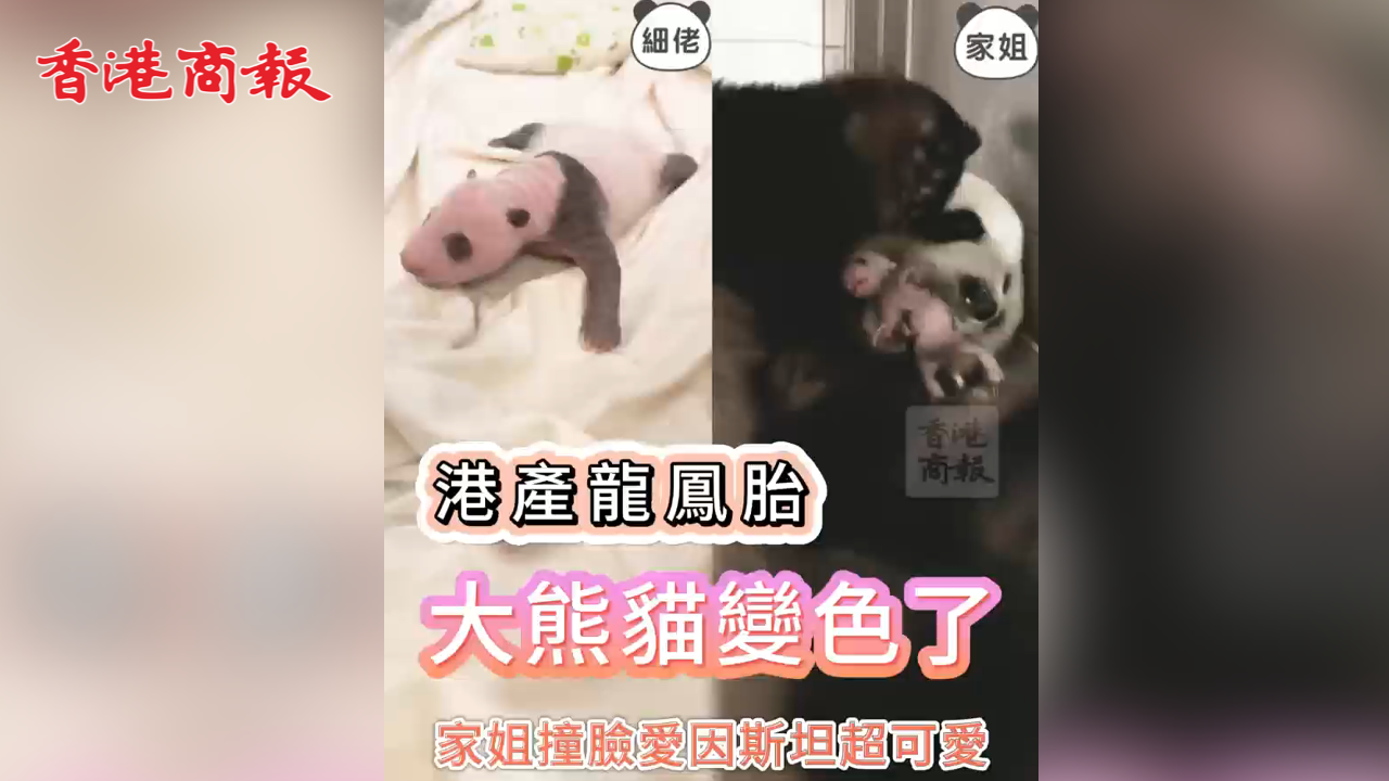 有片丨港產(chǎn)龍鳳胎大熊貓變色了 家姐撞臉愛因斯坦超可愛