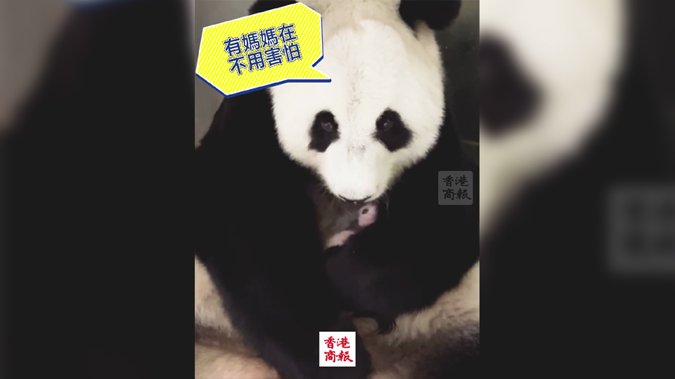 有片｜颱風(fēng)下的親子時(shí)光 盈盈狂舔熊貓BB 母愛(ài)滿滿！